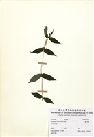 藏品(糯米團)的圖片